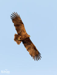 Steppenadler