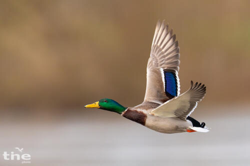 Stockente