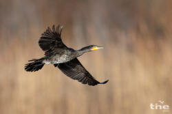 Kormoran