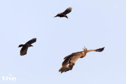 Steppenadler