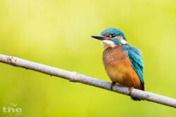 Eisvogel