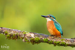 Eisvogel