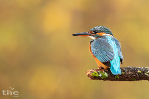 Eisvogel