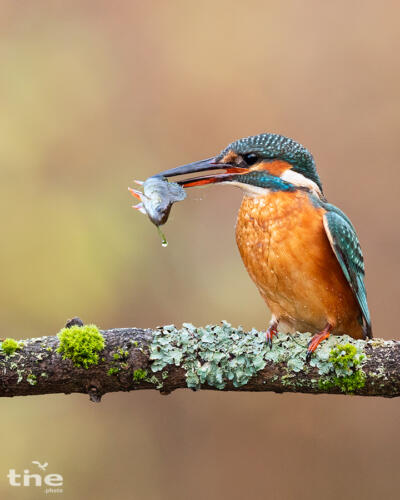 Eisvogel