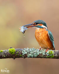 Eisvogel