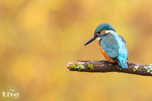 Eisvogel