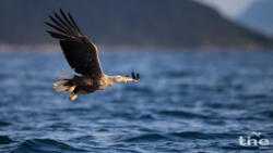 Seeadler