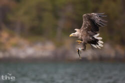 Seeadler