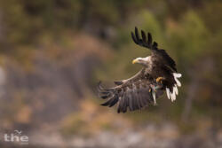 Seeadler