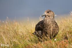 Skua
