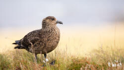 Skua