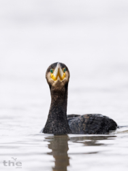 Kormoran