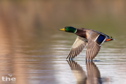 Stockente