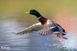 Stockente