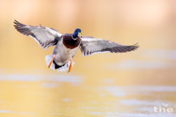 _M7A3526_2_stockente