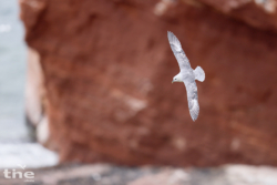 Eissturmvogel