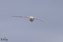 Eissturmvogel