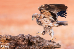 Spanischer Kaiseradler
