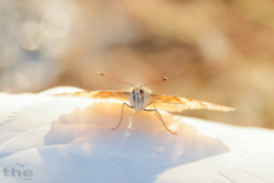 Schmetterling auf Basstölpel
