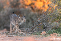 Pardelluchs
