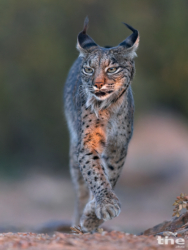 Pardelluchs