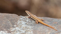 Trachylepis tessellata