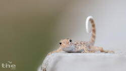 Pristurus rupestris