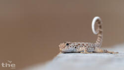 Pristurus rupestris