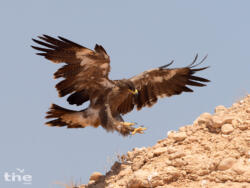 Steppenadler