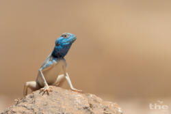 Dhofaragame Pseudotrapelus dhofarensis