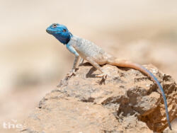 Dhofaragame Pseudotrapelus dhofarensis