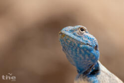 Dhofaragame Pseudotrapelus dhofarensis