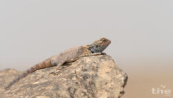 Pseudotrapelus