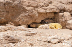 Uromastyx
