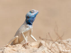 Agame