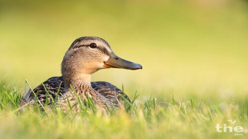 Stockente