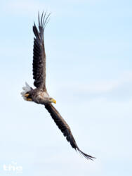 Seeadler