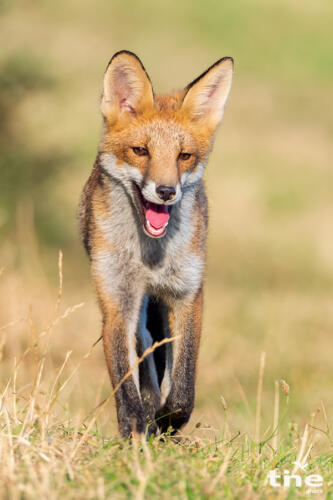 Rotfuchs