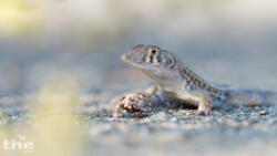 Acanthodactylus blanfordii
