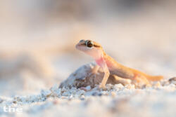 Gecko