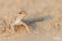 Pristurus