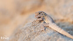 Pristurus