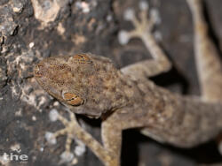 Ptyodactylus orlovi