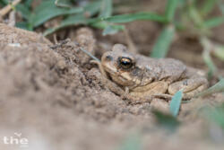 Dhofarkröte Dhofar toad Duttaphrynus dhufarensis