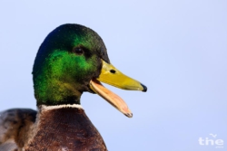 Stockente