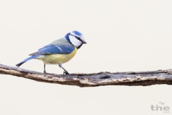 Blaumeise